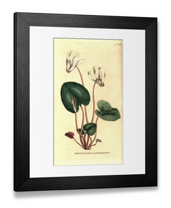 Framed Print : Persian cyclamen, Cyclamen persicum Framed Print : Persian cyclamen, Cyclamen persicum