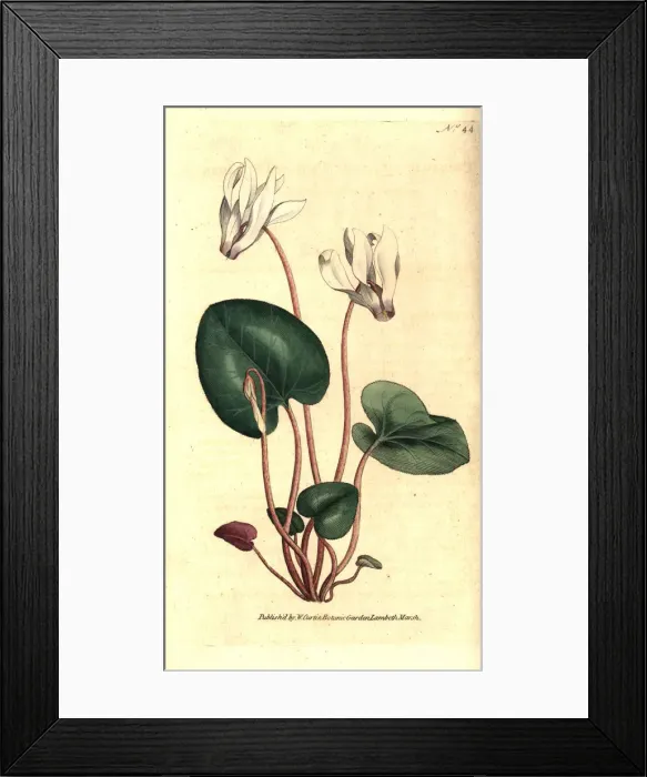 Framed Print : Persian cyclamen, Cyclamen persicum Framed Print : Persian cyclamen, Cyclamen persicum