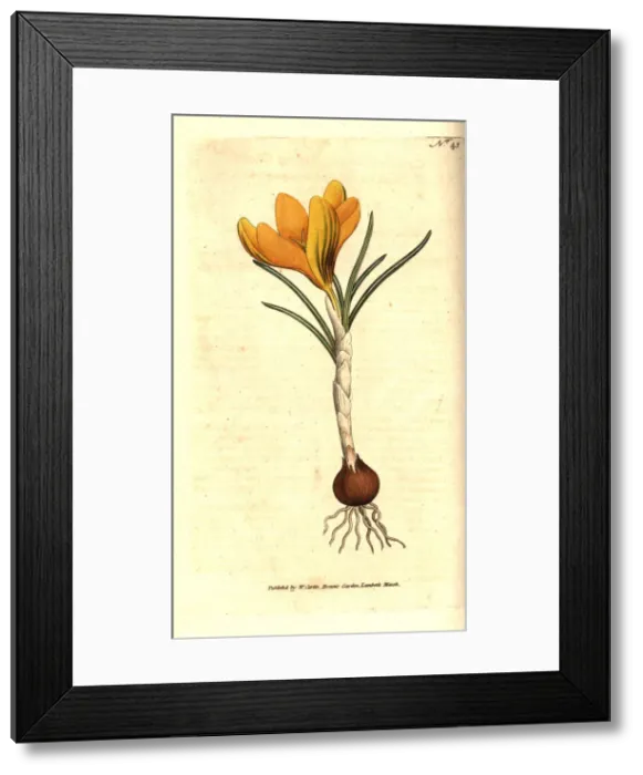 Framed Print : Spring crocus, Crocus vernus Framed Print : Spring crocus, Crocus vernus