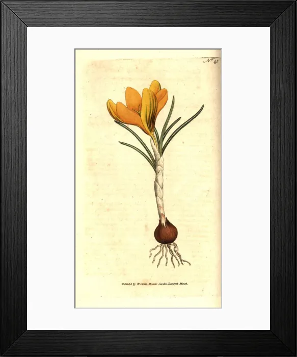 Framed Print : Spring crocus, Crocus vernus Framed Print : Spring crocus, Crocus vernus