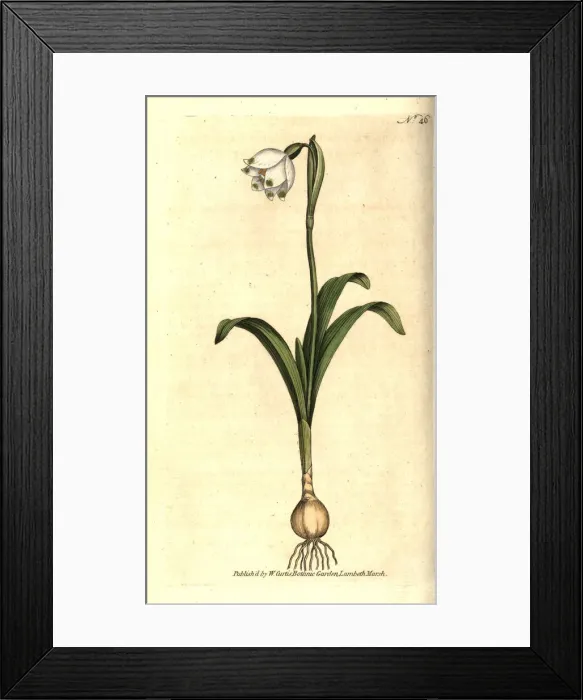 Framed Print : Spring snowflake, Leucojum vernum Framed Print : Spring snowflake, Leucojum vernum