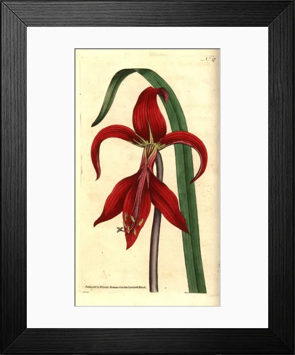 Framed Print : Jacobean lily or Aztec lily, Sprekelia formosissima Framed Print : Jacobean lily or Aztec lily, Sprekelia formosissima