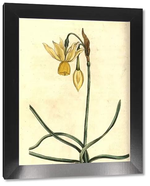 Reflexed daffodil, Narcissus triandrus