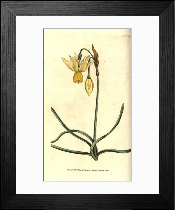 Framed Print : Reflexed daffodil, Narcissus triandrus Framed Print : Reflexed daffodil, Narcissus triandrus