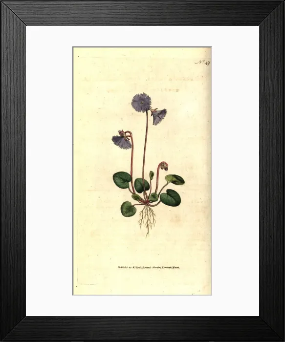 Framed Print : Alpine soldanella, Soldanella alpina