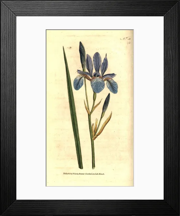Framed Print : Siberian iris, Iris sibirica Framed Print : Siberian iris, Iris sibirica