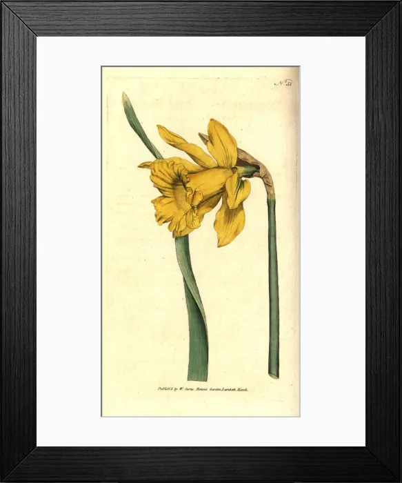 Framed Print : Spanish daffodil, Narcissus hispanicus Framed Print : Spanish daffodil, Narcissus hispanicus