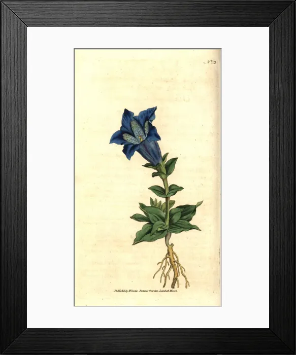 Framed Print : Large-flowered gentian or gentianella, Gentiana acaulis Framed Print : Large-flowered gentian or gentianella, Gentiana acaulis