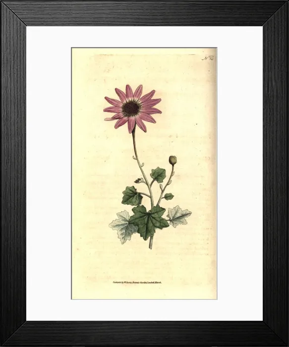 Framed Print : Woolly cineraria, Cineraria lanata Framed Print : Woolly cineraria, Cineraria lanata