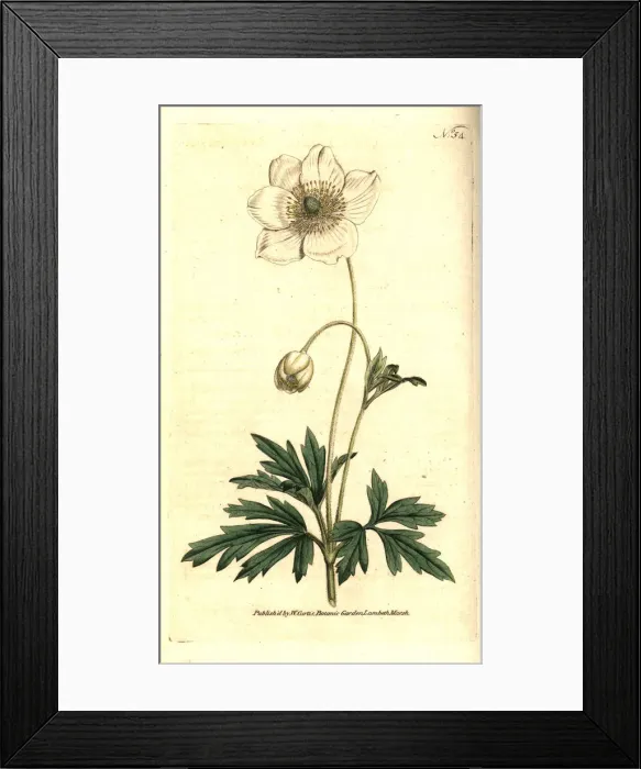 Framed Print : Snowdrop anemony, Anemone sylvestris Framed Print : Snowdrop anemony, Anemone sylvestris