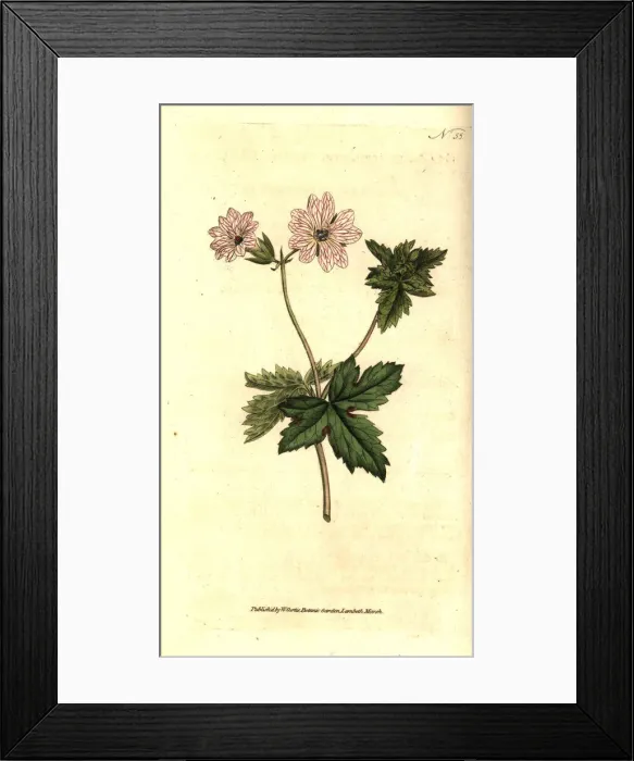 Framed Print : Striped geranium, Geranium versicolor Framed Print : Striped geranium, Geranium versicolor