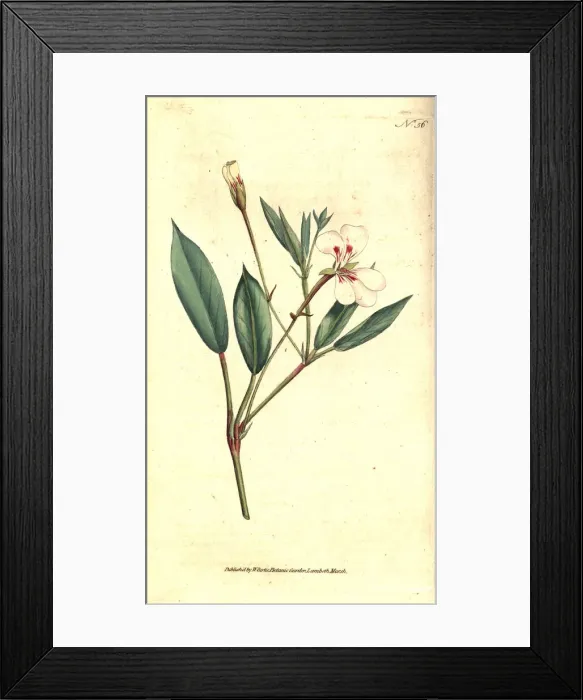Framed Print : Spear-leaved geranium, Geranium lanceolatum Framed Print : Spear-leaved geranium, Geranium lanceolatum