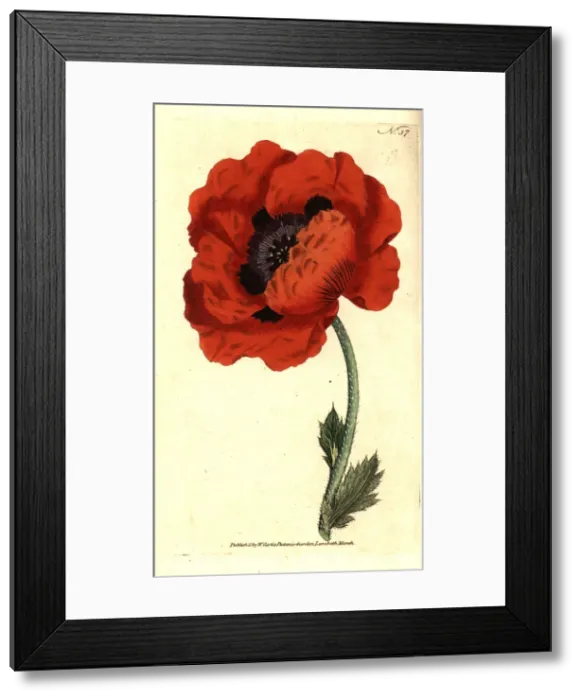 Framed Print : Eastern poppy, Papaver orientale Framed Print : Eastern poppy, Papaver orientale