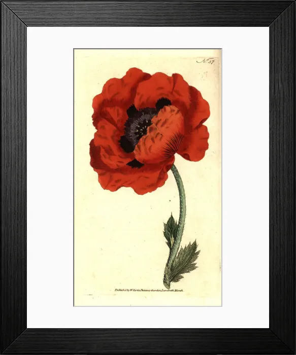 Framed Print : Eastern poppy, Papaver orientale Framed Print : Eastern poppy, Papaver orientale