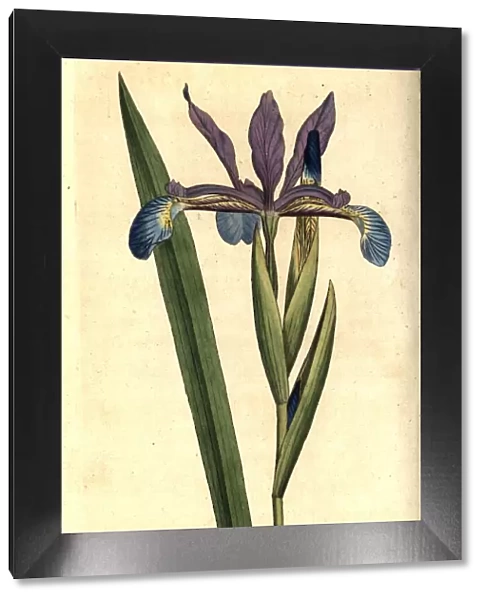 Spurious iris, Iris spuria