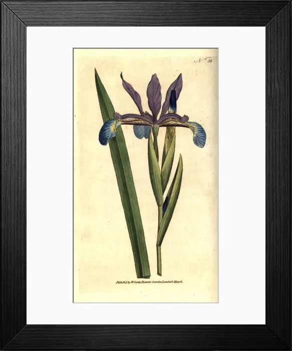 Framed Print : Spurious iris, Iris spuria Framed Print : Spurious iris, Iris spuria