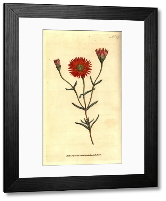 Framed Print : Two-coloured fig marigold, Mesembryanthemum bicolorum Framed Print : Two-coloured fig marigold, Mesembryanthemum bicolorum