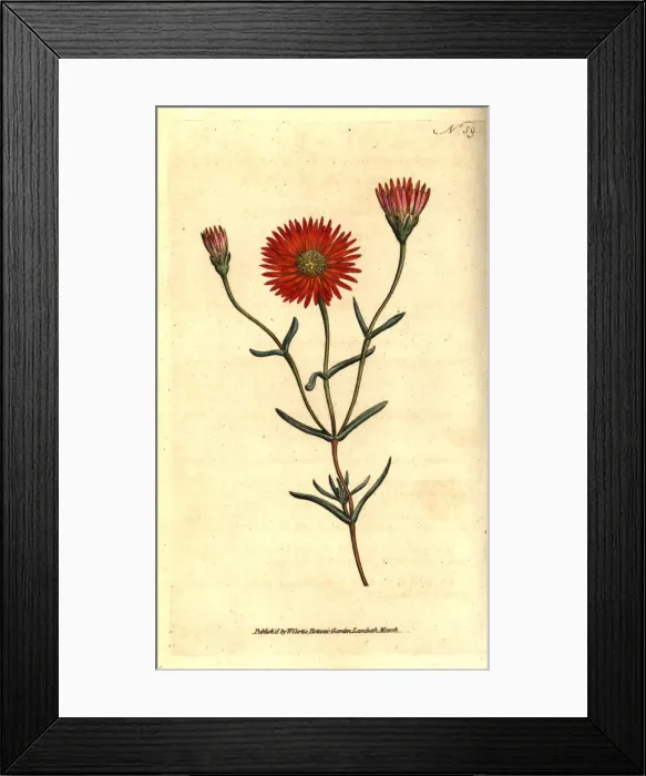 Framed Print : Two-coloured fig marigold, Mesembryanthemum bicolorum Framed Print : Two-coloured fig marigold, Mesembryanthemum bicolorum