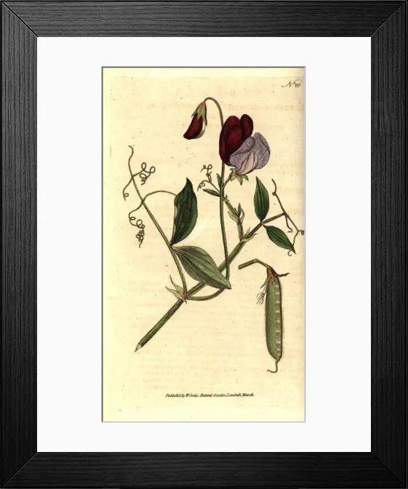 Framed Print : Sweet pea or vetchling, Lathyrus odoratus Framed Print : Sweet pea or vetchling, Lathyrus odoratus