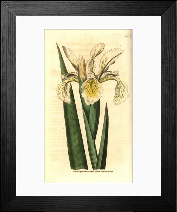Framed Print : Turkish iris, Iris orientalis Framed Print : Turkish iris, Iris orientalis