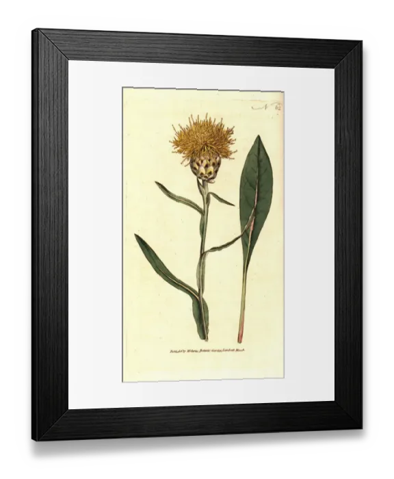 Framed Print : Woad-leaved centaurea, Centaurea glastifolia