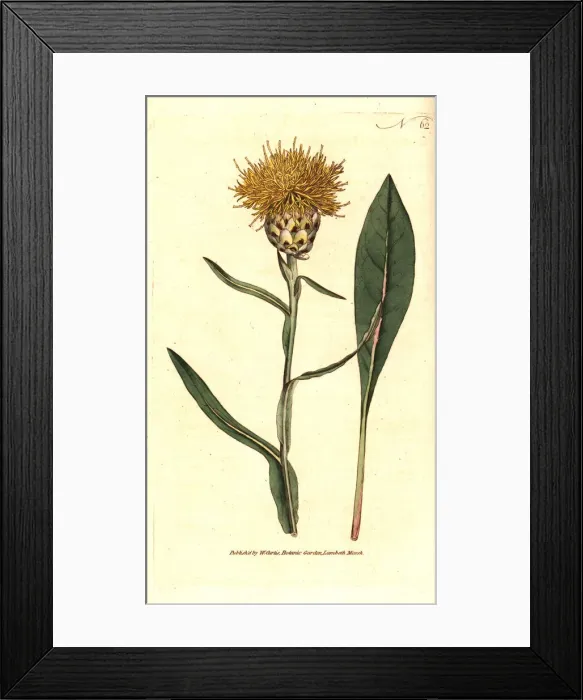 Framed Print : Woad-leaved centaurea, Centaurea glastifolia Framed Print : Woad-leaved centaurea, Centaurea glastifolia
