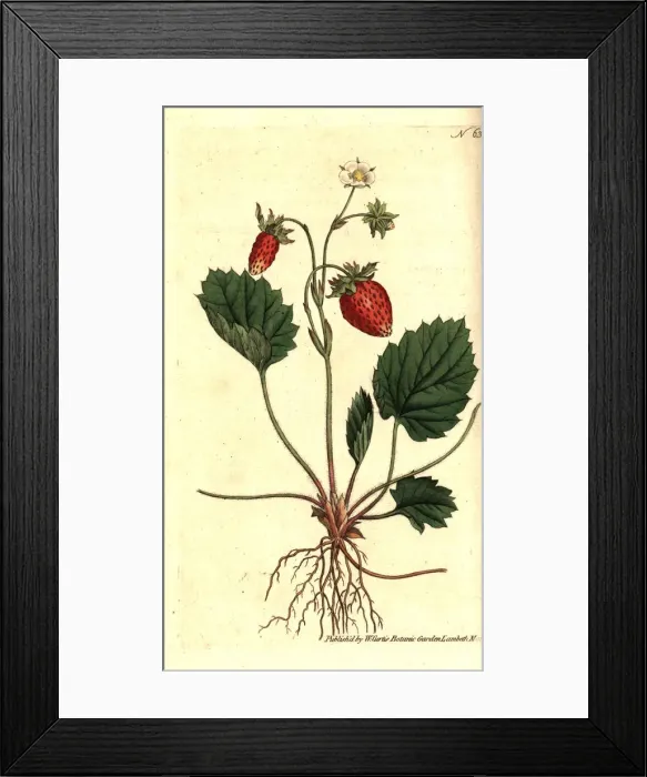 Framed Print : Wild strawberry, Fragaria vesca Framed Print : Wild strawberry, Fragaria vesca