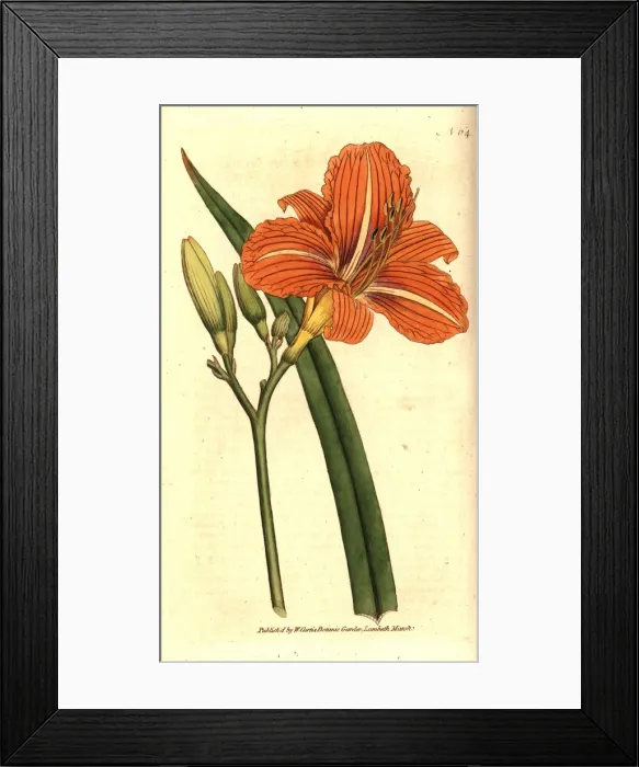 Framed Print : Tawny day-lily, Hemerocallis fulva Framed Print : Tawny day-lily, Hemerocallis fulva