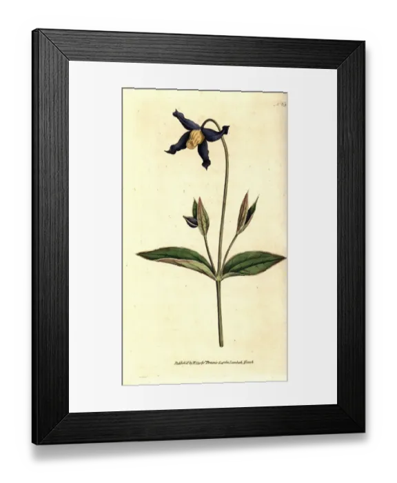 Framed Print : Entire-leaved clematis or virgins bower Framed Print : Entire-leaved clematis or virgins bower