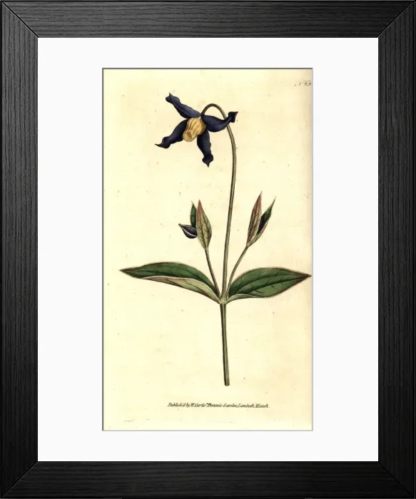 Framed Print : Entire-leaved clematis or virgins bower Framed Print : Entire-leaved clematis or virgins bower
