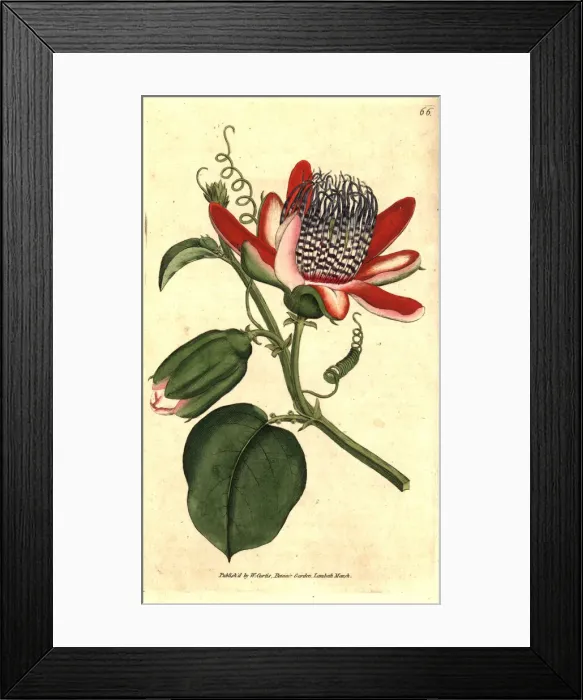 Framed Print : Winged passionflower, Passiflora alata Framed Print : Winged passionflower, Passiflora alata