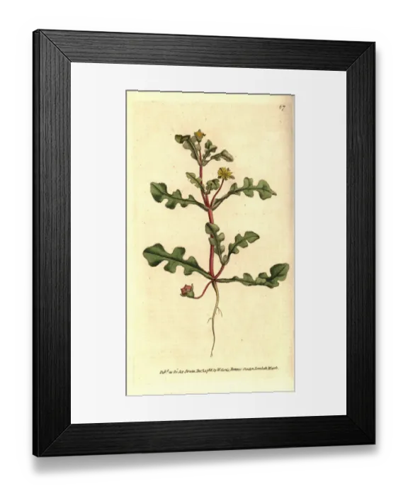 Framed Print : Aethephyllum pinnatifidum Framed Print : Aethephyllum pinnatifidum