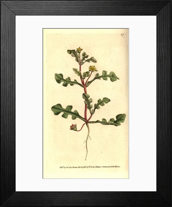 Framed Print : Aethephyllum pinnatifidum Framed Print : Aethephyllum pinnatifidum