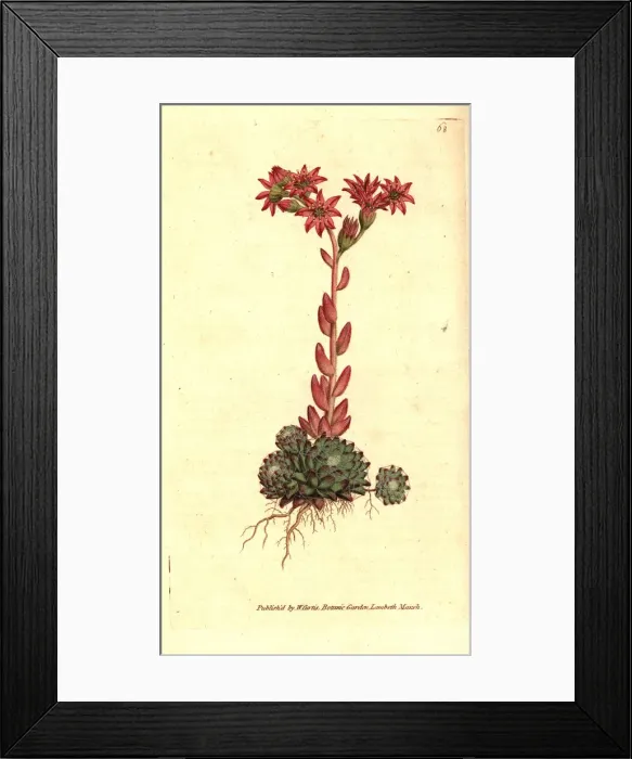 Framed Print : Cobweb houseleek, Sempervivum arachnoideum Framed Print : Cobweb houseleek, Sempervivum arachnoideum