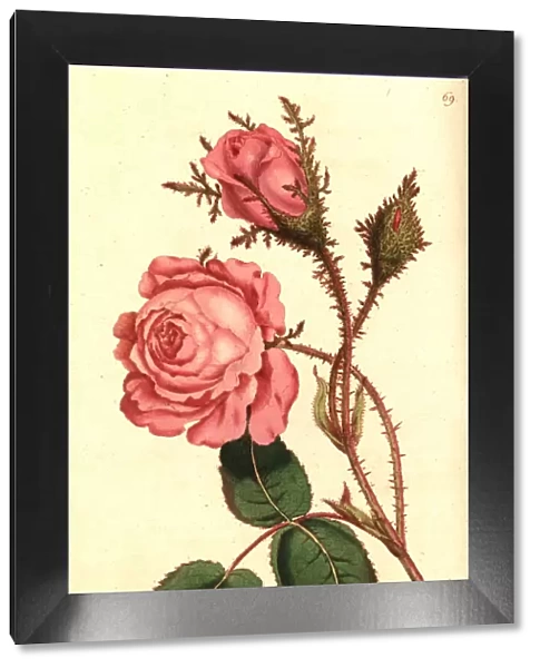 Moss rose, Rosa centifolia f. muscosa