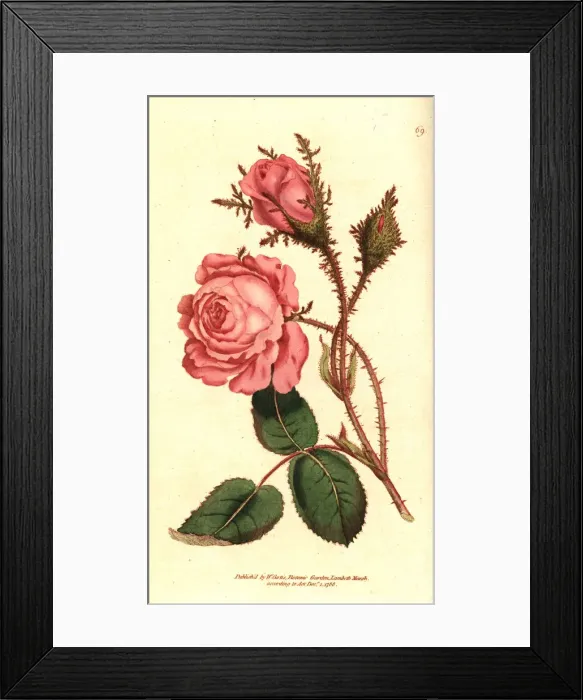 Framed Print : Moss rose, Rosa centifolia f. muscosa Framed Print : Moss rose, Rosa centifolia f. muscosa