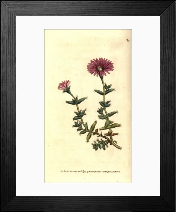 Framed Print : Bearded fig marigold, Mesembryanthemum barbatum Framed Print : Bearded fig marigold, Mesembryanthemum barbatum