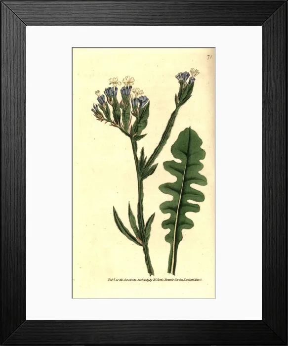 Framed Print : Sea lavender, Limonium sinuatum Framed Print : Sea lavender, Limonium sinuatum