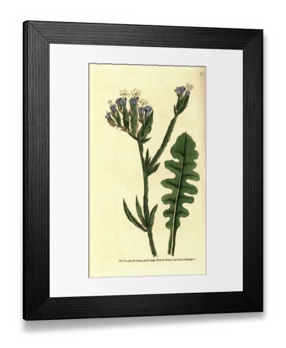 Framed Print : Sea lavender, Limonium sinuatum Framed Print : Sea lavender, Limonium sinuatum