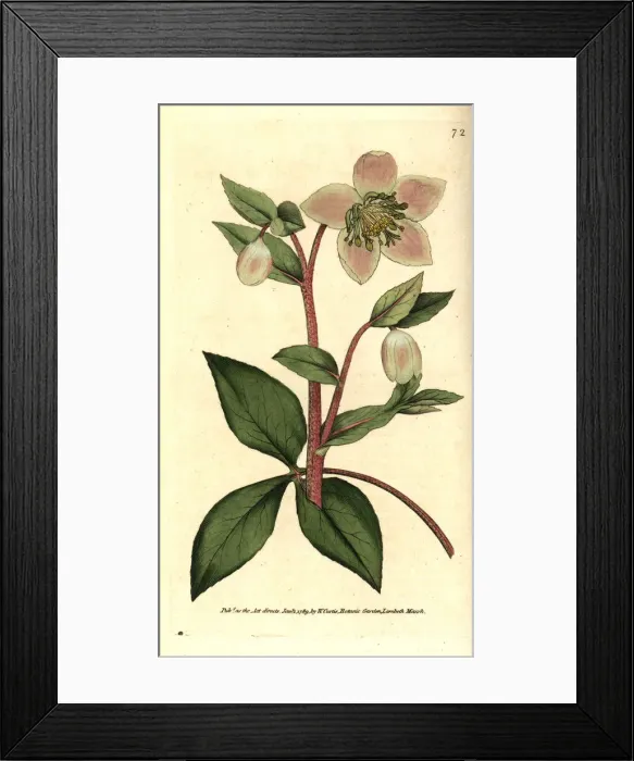 Framed Print : Livid or purple hellebore, Helleborus lividus Framed Print : Livid or purple hellebore, Helleborus lividus