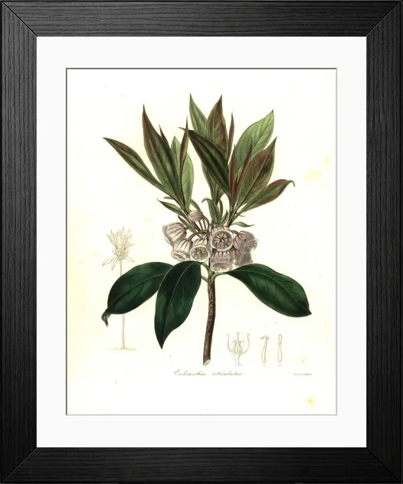 Framed Print : Enkianthus quinqueflorus Framed Print : Enkianthus quinqueflorus