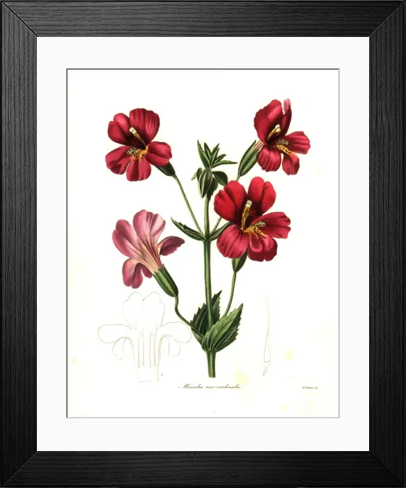 Framed Print : Scarlet monkeyflower or cardinal monkey flower Framed Print : Scarlet monkeyflower or cardinal monkey flower