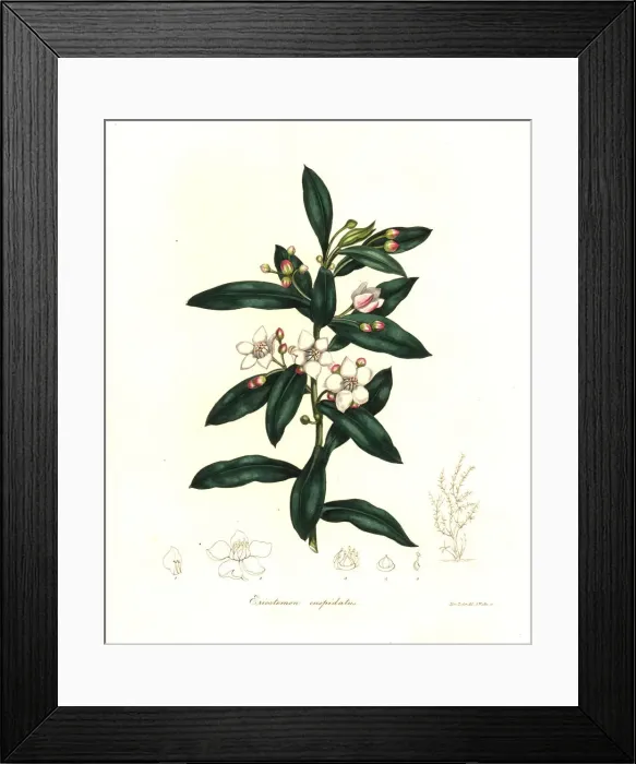 Framed Print : Long-leaf wax flower, Eriostemon myoporoides Framed Print : Long-leaf wax flower, Eriostemon myoporoides