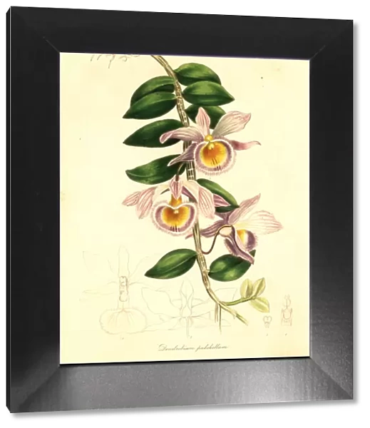 Showy dendrobium, Dendrobium pulchellum