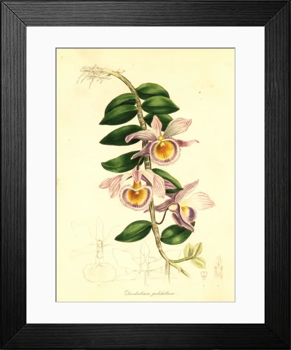 Framed Print : Showy dendrobium, Dendrobium pulchellum Framed Print : Showy dendrobium, Dendrobium pulchellum