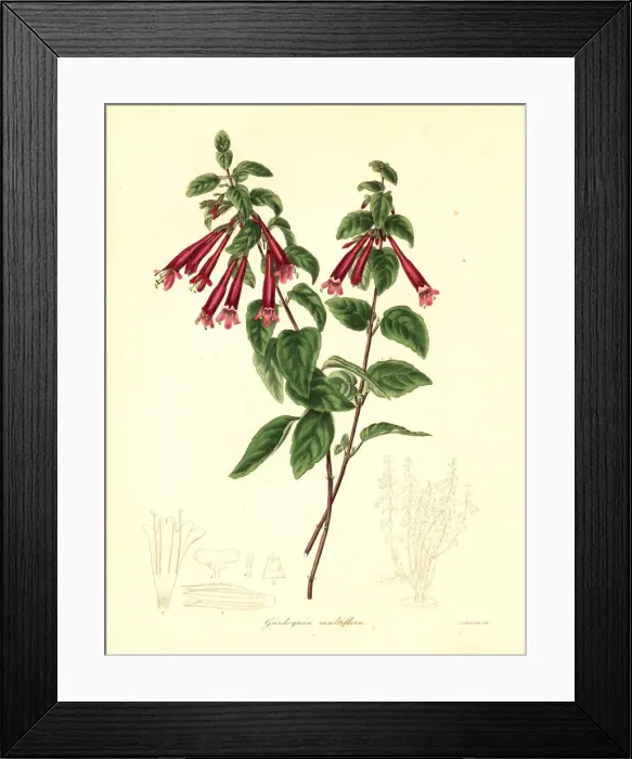 Framed Print : Menta de arbol, Clinopodium multiflorum Framed Print : Menta de arbol, Clinopodium multiflorum