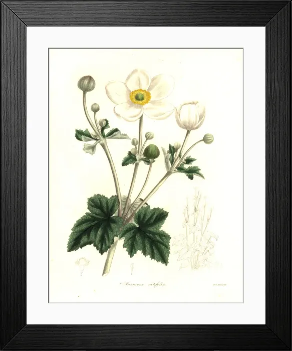 Framed Print : Vine-leaved anemone, Anemone vitifolia Framed Print : Vine-leaved anemone, Anemone vitifolia