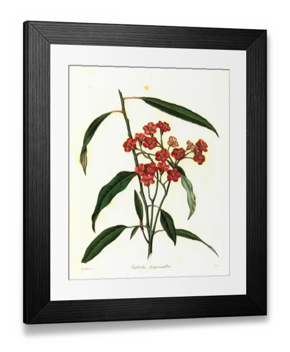 Framed Print : Scarlet plume, Euphorbia fulgens Framed Print : Scarlet plume, Euphorbia fulgens