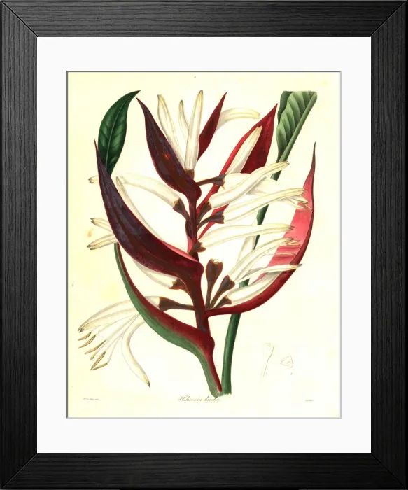 Framed Print : Heliconia angusta Framed Print : Heliconia angusta