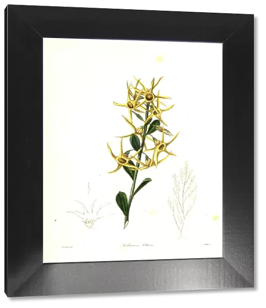 Yellow tailflower or sea-coast anthocercis
